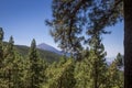 Panorama of Mount Teide between conifers, Las Lagunetas, Tenerife, Canary Island, Spain Royalty Free Stock Photo