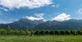 Panorama mountain landscape with many rows of Pinot Noir grapevines in the foreground Royalty Free Stock Photo