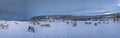 Panorama of reindeers in a winter landscape Royalty Free Stock Photo