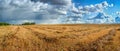 mowed buckwheat field, patterns of lines with green sheaves, red stalks. beautiful sky Royalty Free Stock Photo