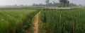 Panorama of multi-coloured aster and others flowers of khirai, West bengal, India in full bloom. Royalty Free Stock Photo