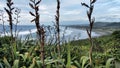 Panorama of Muriwai with flax on foreground.