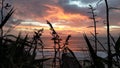 Panorama of Muriwai sunset with flax on foreground.