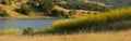 Panorama of mustard field and oak grassland