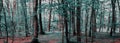 Panorama of the mysterious mystical forest of gray-green color.