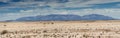 Panorama of the Namib stone desert