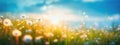 panorama of natural grass and dandelions background at sunset, blurred bokeh