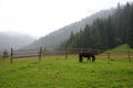 Panorama of natural landscape with horse, meadow and mountains in a foggy morning background. Foggy morning with mountains. Royalty Free Stock Photo