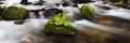 Panorama of nature in the river stone covered with moss and green grass Royalty Free Stock Photo