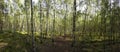 Panorama of a nice green birch forest landscape Royalty Free Stock Photo