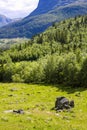 Panorama Norway, Hemsedal Mountains, firs rocks and green meadows, Viken Royalty Free Stock Photo