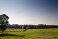 Panorama of the obedska bara wetlandwith a focus on its meadow, a swamp with a plain grass in summer. Obedska bara is a forest and Royalty Free Stock Photo