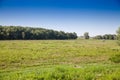 obedska bara wetland with a focus on its meadow, a swamp with a plain grass in summer. Obedska bara is a forest and