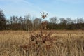 Panorama of the old swamp.Thickets of reeds and woods.Winter day. Royalty Free Stock Photo