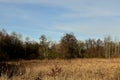 Panorama of the old swamp.Thickets of reeds and woods.Winter day. Royalty Free Stock Photo