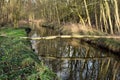 Panorama of the old swamp.Thickets of reeds and woods.Winter day. Royalty Free Stock Photo