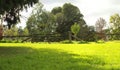 Panorama of an old timber hardwood gate running along the back of a lush green garden beside the shade of a tall tree and small Royalty Free Stock Photo