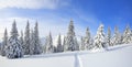 Panorama is opened on mountains, fluffy fir trees covered with white snow, lawn and blue sky with clouds. Winter forest. Royalty Free Stock Photo