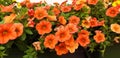 Panorama of orange Petunia flowers