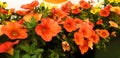 Panorama of orange Petunia flowers