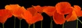 Panorama of orange poppies