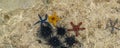 Panorama of orange, red and blue starfish and black urchin at low tide near the shore in water