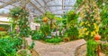 Panorama of orchid garden, Rajapruek park, Chiang Mai, Thailand