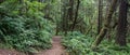 Panorama of Oregon Rainforest Woods