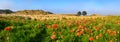 Panorama of Oriental Poppies in Bamburgh Sand Dunes Royalty Free Stock Photo