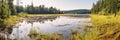 Panorama with overgrown swampy lake shore and forest in the background, concept of Ecological diversity, created with