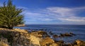 Pacific coast cypress tree and ocean waves crashing on the cliffs of a rugged Northern California coastline in Monterey Royalty Free Stock Photo