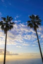 Panorama of a Palm Tree Against the Background of the Sea and the Sky with Wallpaper. Tropical Beach Panorama Banner Photo with Royalty Free Stock Photo