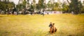 Panorama, Panoramic View Shot Scene Copy Space Malinois Dog Sit Outdoors In Grass. Well-raised And Trained Belgian Royalty Free Stock Photo