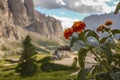 Panorama of passo Gardena with flowers Royalty Free Stock Photo