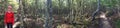 Panorama of patagonian forrest