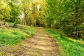 Panorama of a path through a lush green summer forest Royalty Free Stock Photo