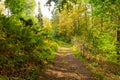 Panorama of a path through a lush green summer forest Royalty Free Stock Photo