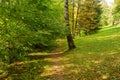 Panorama of a path through a lush green summer forest Royalty Free Stock Photo