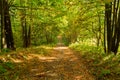 Panorama of a path through a lush green summer forest Royalty Free Stock Photo