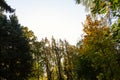 Panorama of a path through a lush green summer forest Royalty Free Stock Photo