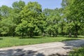 Panorama of a path through a lush green summer forest Royalty Free Stock Photo