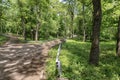 Panorama of a path through a lush green summer forest Royalty Free Stock Photo