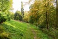 Panorama of a path through a lush green summer forest Royalty Free Stock Photo