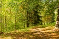 Panorama of a path through a lush green summer forest Royalty Free Stock Photo