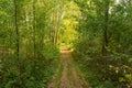 Panorama of a path through a lush green summer forest Royalty Free Stock Photo