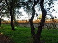 Panorama of a path through a lush green summer forest. Royalty Free Stock Photo