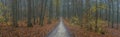 Panorama path through the misty autumn forest Royalty Free Stock Photo