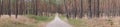 Panorama of a path throught Saxony-Anhalt pinewood forest near Wittenberg Royalty Free Stock Photo