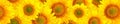 Panorama pattern flowers sunflower