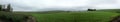 Panorama of Peonies and rolling hills of the Palouse Royalty Free Stock Photo